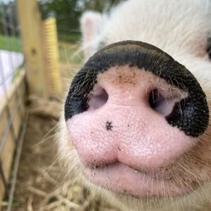 Meet your Posher, Sheree